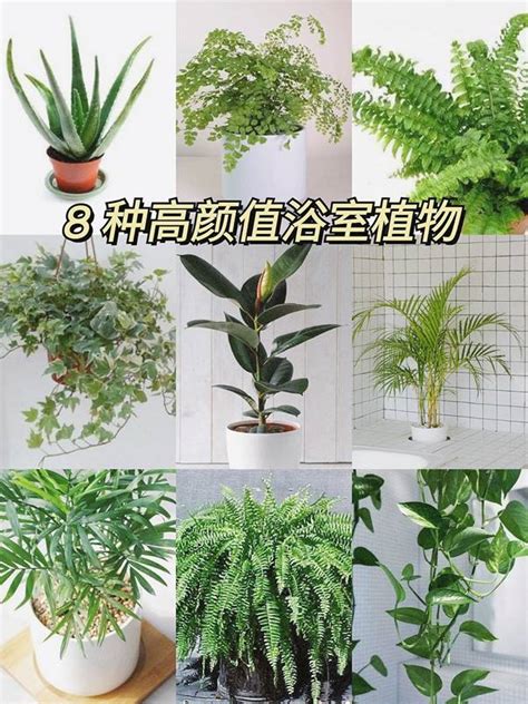 房間適合的植物|新手怎麼種都美！8種好養好看的室內植物推薦與佈置 